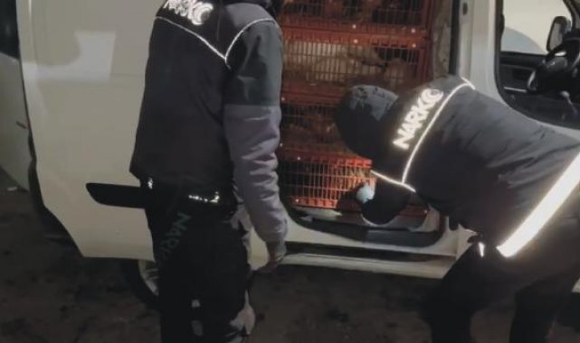 Canlı tavuk yüklü araçtan uyuşturucu çıktı; 2 gözaltı