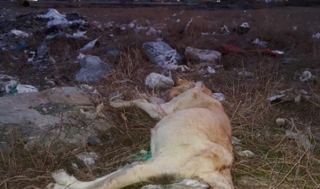 Çöplükte çok sayıda ölü köpek bulundu, hayvanseverler tepki gösterdi
