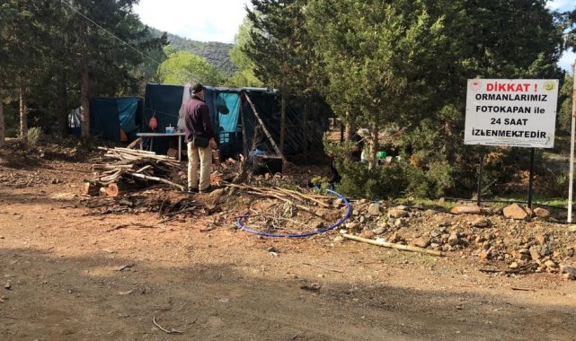 Datça'da ormanlar bakıma alındı