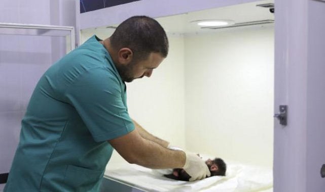 Doğa parkı personeli, annesi 'Nazo'nun sahip çıkmadığı babuna bakıyor
