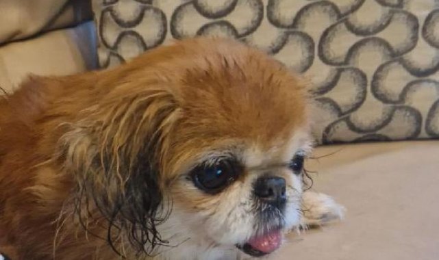 Dublin Havalimanı'na terk edilen küçük köpek sahiplendirildi