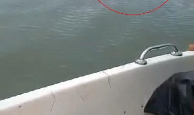 Elazığ'da baraj gölünü yüzerek geçen bozayı kamerada