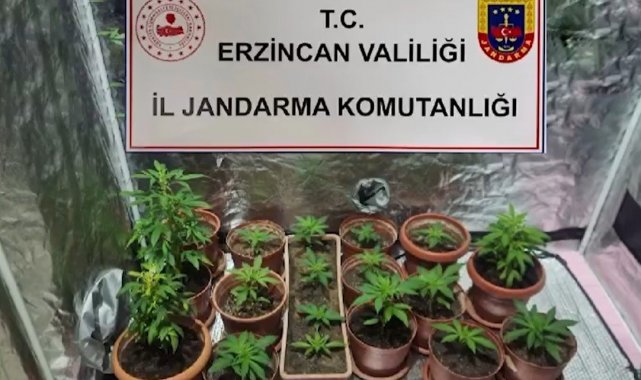 Evinde Hint keneviri yetiştiren 1 kişi gözaltına alındı