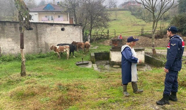 Gökçebey'de kayıp büyükbaş hayvanlar sahibine teslim edildi