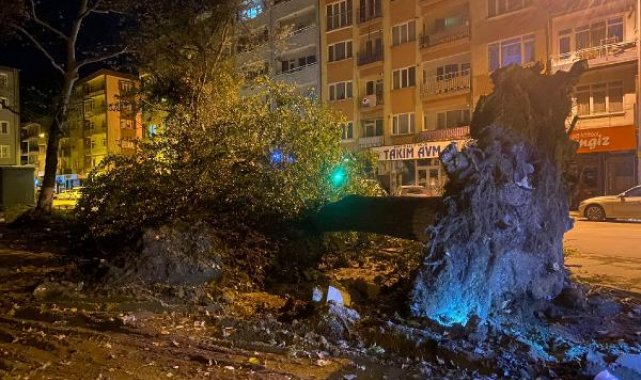 İnegöl'de lodos nedeniyle asırlık çınarlar, caddeye devrildi