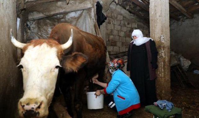 İneklerini sağamayan çifte, Vefa ekibinden yardım