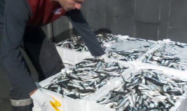 İstanbul'da kaçak balık avcılarına 74 bin lira ceza: Bin 250 kilo istavrite el konuldu