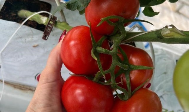Jeotermal ısıtmalı sera projesinde ilk hasat yapıldı