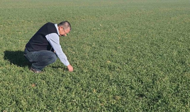 Karapınar'da hububat ekim alanından artış