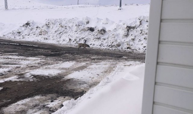 Karayolu üzerine terk edilen başıboş köpekler tehlike saçıyor