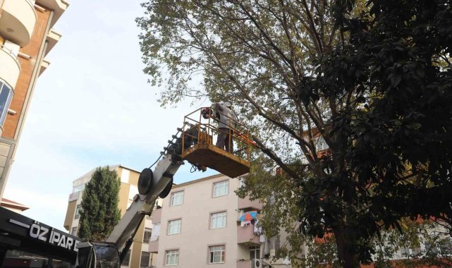 Kartal'da ağaç budama çalışmaları devam ediyor