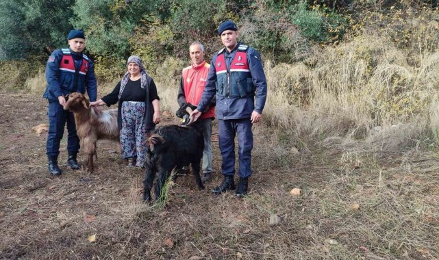 Kayıp keçileri jandarma ekipleri buldu