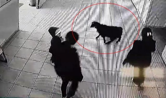 Keçi, öğrencilerin peşinden okula girdi; o anlar kamerada