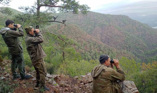 Köyceğiz'de yaban keçilerinin tespiti yapıldı