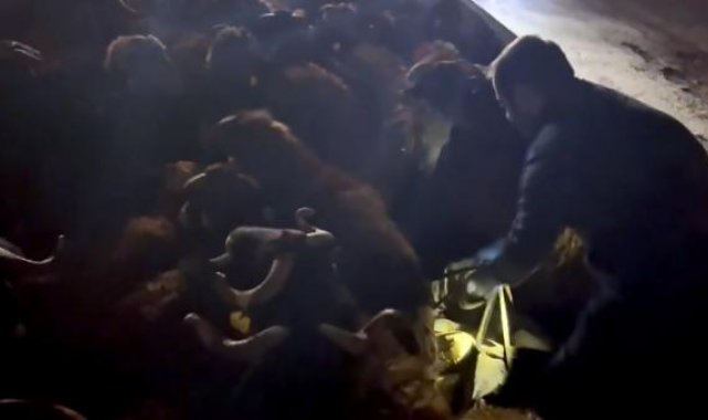 Koyunlar ile kamufle edilen uyuşturucuyu narkotik köpeği 'Hulk' buldu