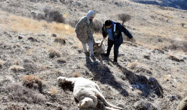 Kurtlar sürüye saldırdı; 37 koyun öldü, 18'i kayboldu