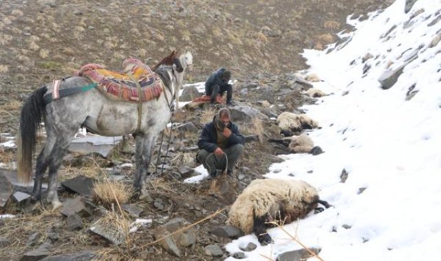 Kurtlar sürüye saldırıp, 65 koyunu öldürdü
