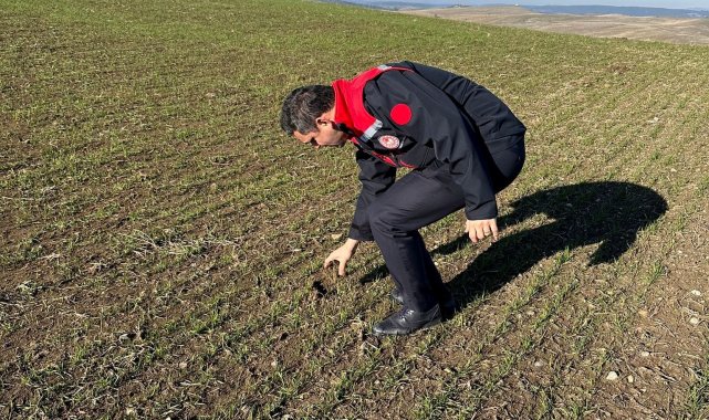 Kütahya'da hububat üretim alanlarında arazi kontrolleri