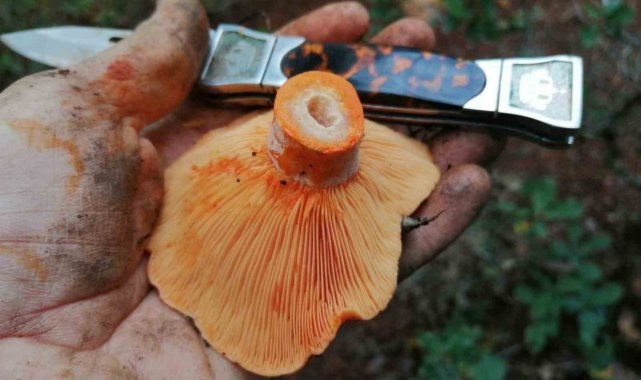 Mantarsevenler ormana döküldü