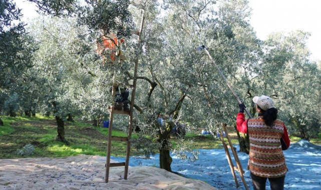 Marmarabirlik'ten ortaklarına 332 milyon liralık ödeme