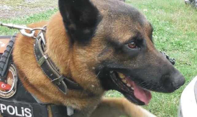 Narkotik köpeği 'Poyraz', kasımın en başarılısı