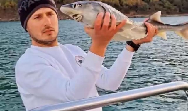 Nesli tükenme tehlikesi altında olan mersin balığını yakalayıp, denize saldı