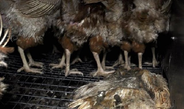 Rapor: 98 firmadan 59'u kafes yumurtasını terk edeceğini açıkladı