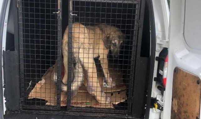 Rize'de ayağı şişen köpek, tedavi için İstanbul'a gönderildi