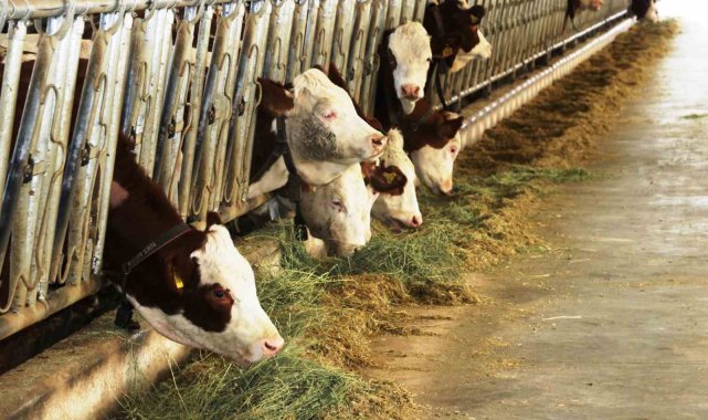 Samsun'dan yurt dışına süt ihraç edecek besici sayısı 6'ya yükseldi