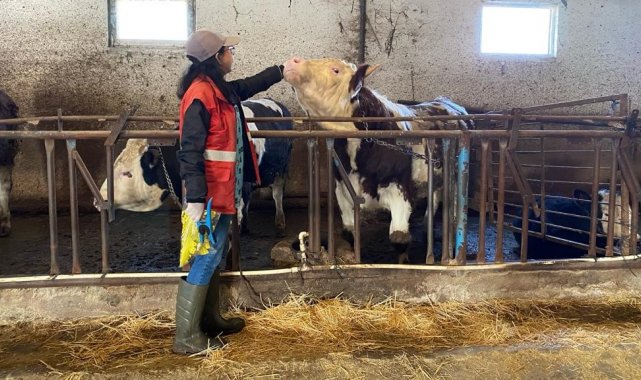 Sandıklı'da hayvanlarda şap aşılaması tamamlandı