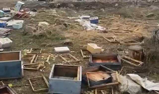 Sivas'ta ayı 50 kovanı parçalayıp, balları yedi