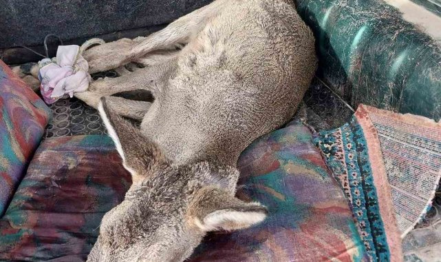Sokak köpekleri tarafından saldırıya uğrayan karaca tedavi altında