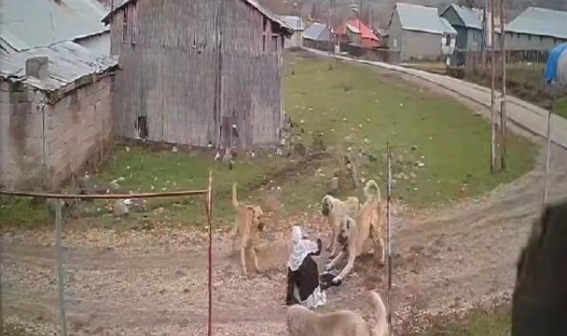 Sokak köpeklerinin saldırısına uğrayan 79 yaşındaki kadını komşuları kurtardı