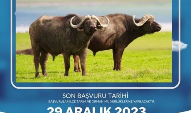 Tarım Müdürlüğü'nden Manda desteği açıklaması