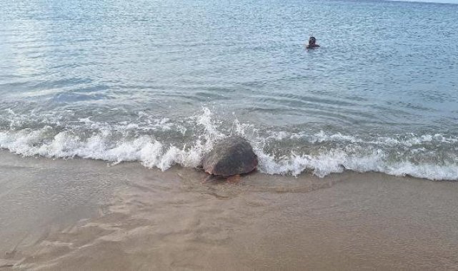 Tedavisi tamamlanan 3 deniz kaplumbağası Kuşadası'ndan törenle denize salındı