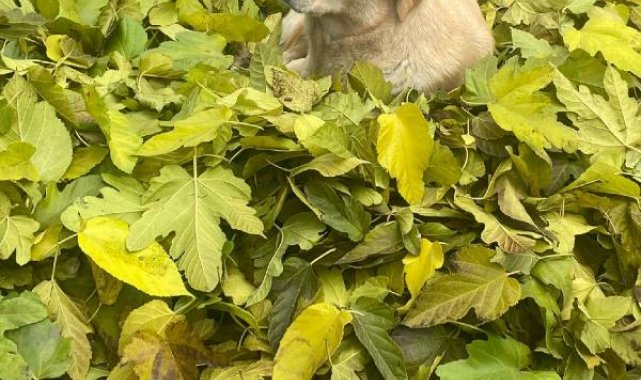 Temizlik yaparken topladığı yaprakların üzerinde uyuyan köpeği, 3 saat bekledi