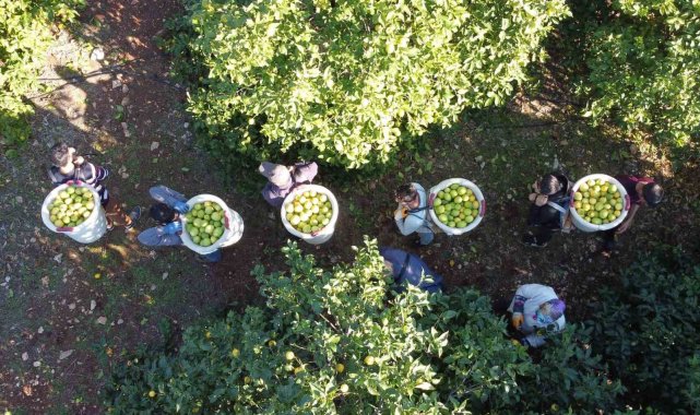 Tescilli Lamas limonunda hasat 5 TL ile başladı