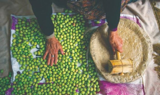 Türkiye'nin geleneksel zeytin yetiştiriciliği, UNESCO'ya alındı