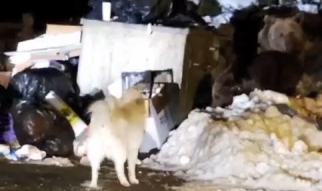Uludağ'ın 'Uyuyamayan' ayı ailesi kendilerini rahatsız eden köpeğe saldırdı