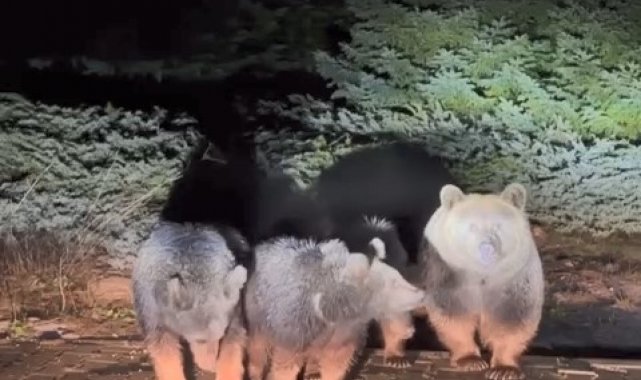 Uludağ'ın "Uyuyamayan" meşhur ayı ailesi yine görüntülendi