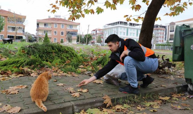Yalova Belediyesi'nden sokak hayvanlarına 11 ayda 28,5 ton mama