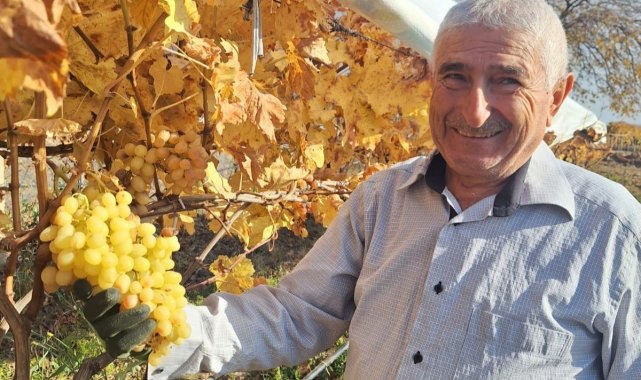 Yaz meyvesi üzümü yılbaşı akşamında tüketecek