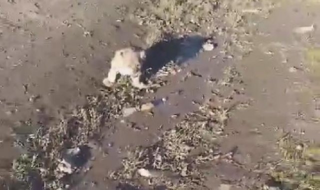 Yol kenarına yavru aslan bırakıldığı ihbarı, jandarmayı harekete geçirdi