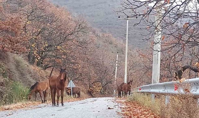Zeytinde 'yok yılı' yük hayvanlarına yaradı