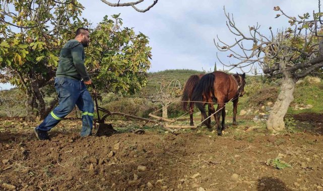 Zorlu araziler at ve katırlarla hazırlanıyor
