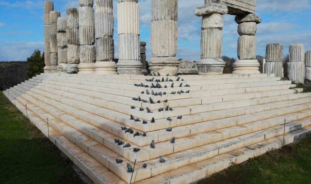 'Apollon Smintheus Tapınağı'nda ziyaretçileri fareler karşılıyor