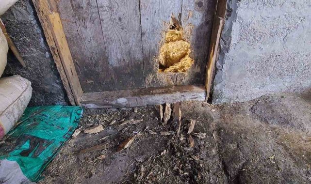 Ahıra giren kurt 10 koyunu telef etti