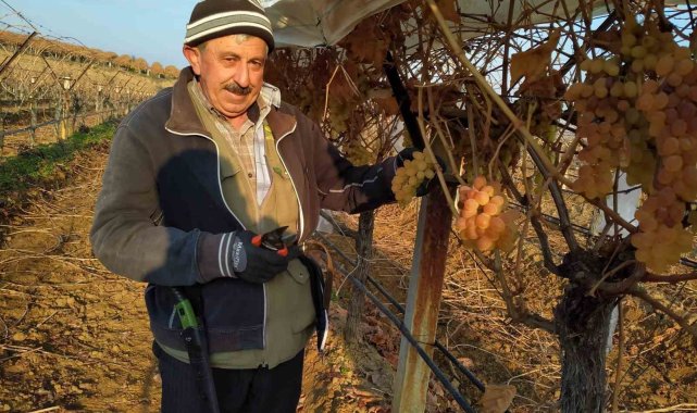 Bir yandan budak yapıyorlar bir yandan üzüm yiyorlar