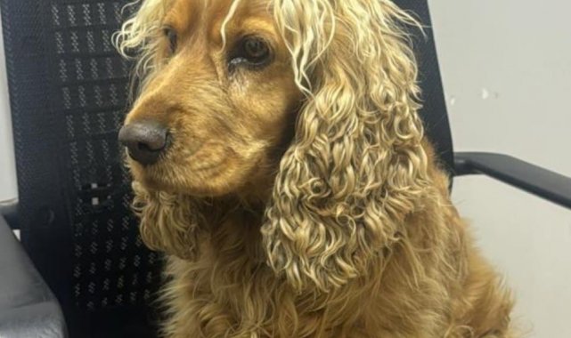 Çalınan köpek için harekete geçen polis iki şüpheliyi yakaladı