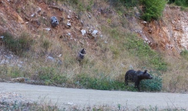 Dikkat, ormanda bebek var